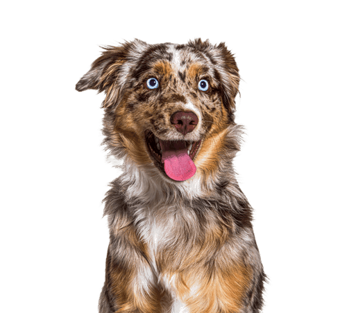 Hund