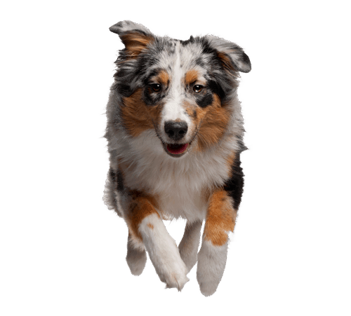 Hund